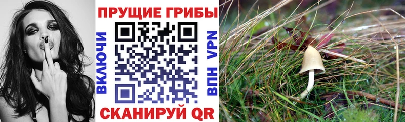 Галлюциногенные грибы прущие грибы  Губаха 
